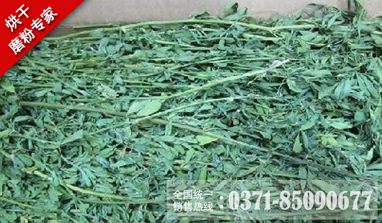 苜蓿草